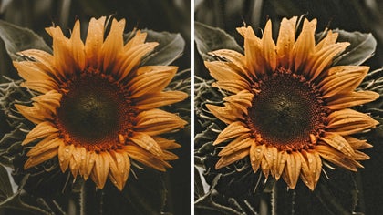 side by side image of a sunflower showing sharpened details on the right