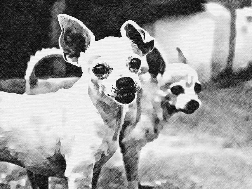 Photo of two little dogs with Cross Hatch effect applied