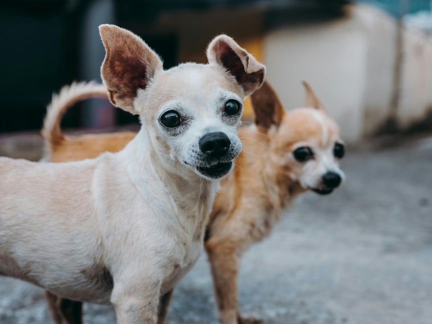 Photo of two little dogs