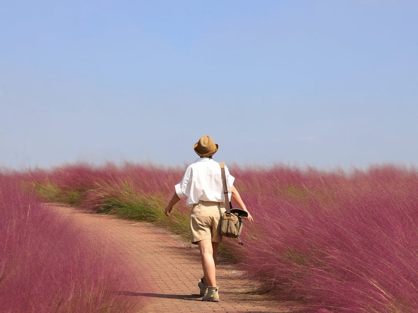 person walking through a field of purple vegetation