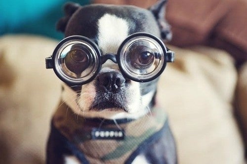 Cute dog deals with glasses