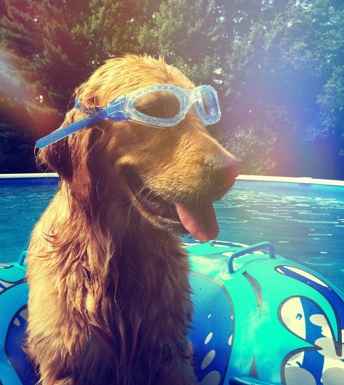 Golden retriever best sale with sunglasses