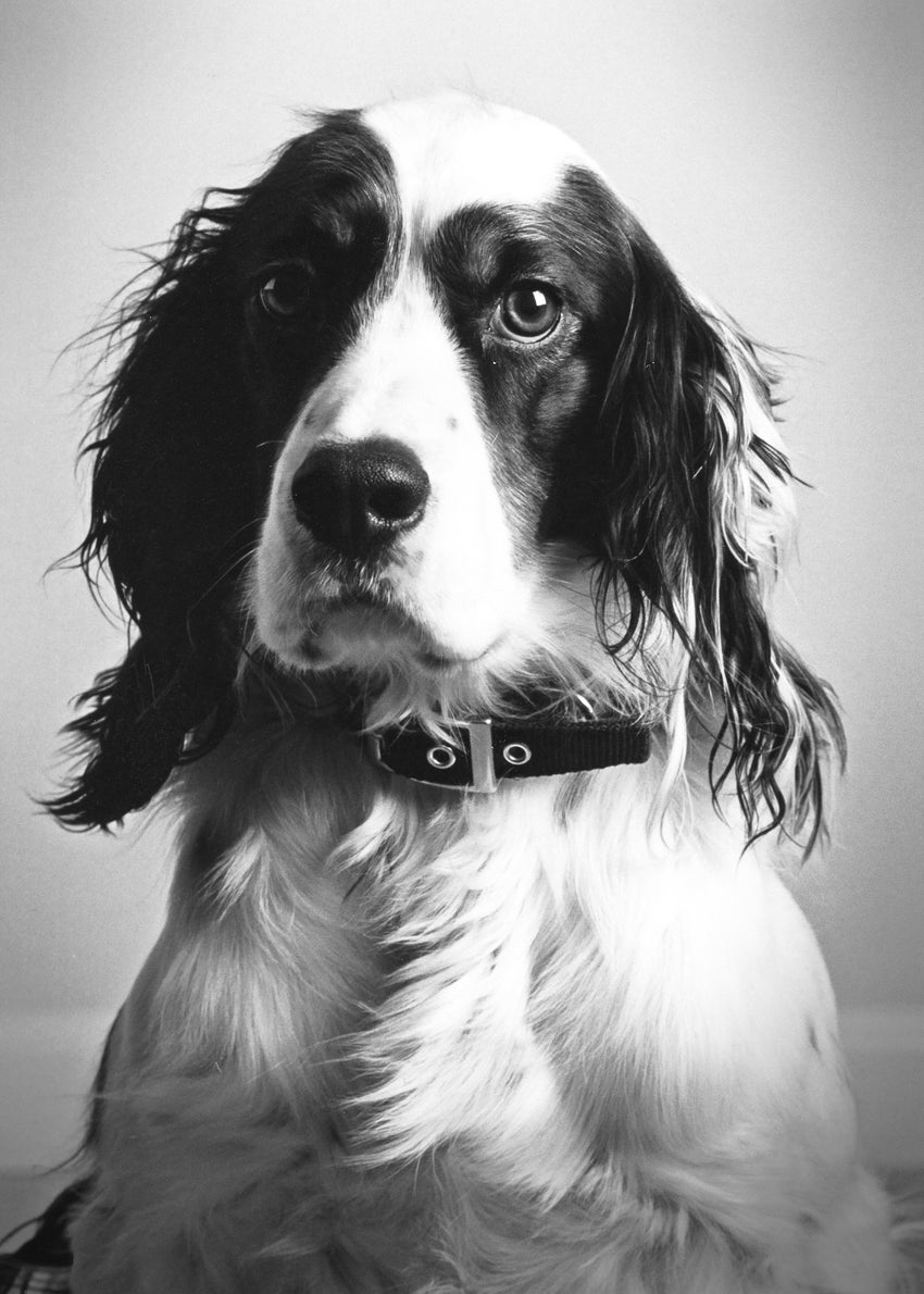 Expert Tips On The Art Of Pet Photography | Learn BeFunky