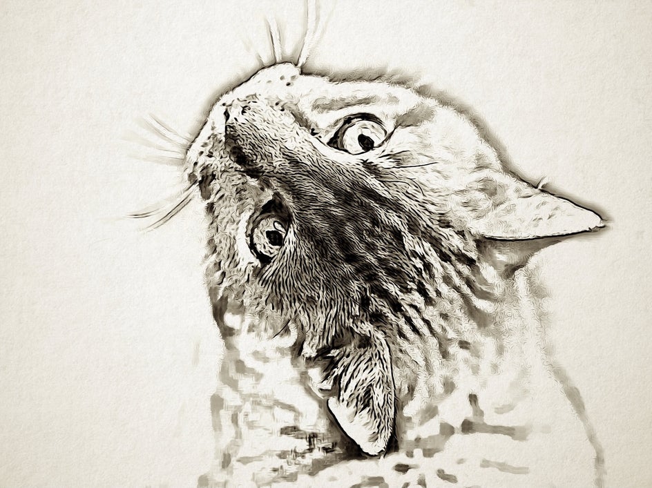 ink washed cat photo