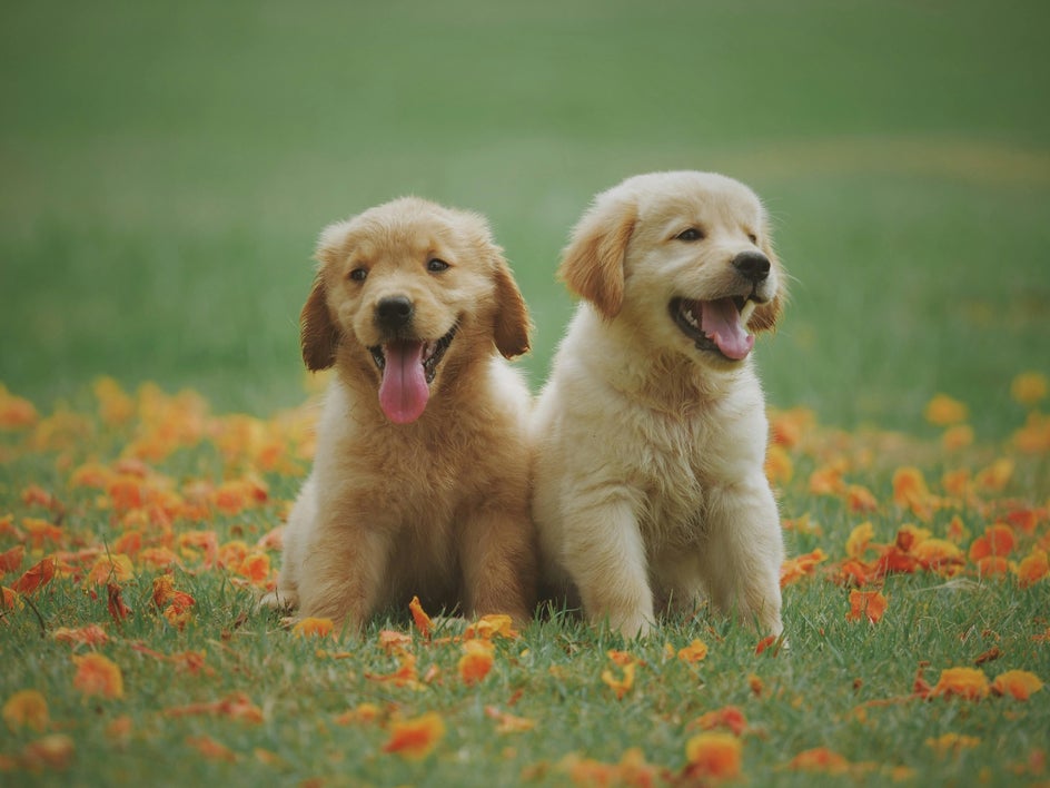 puppies in field