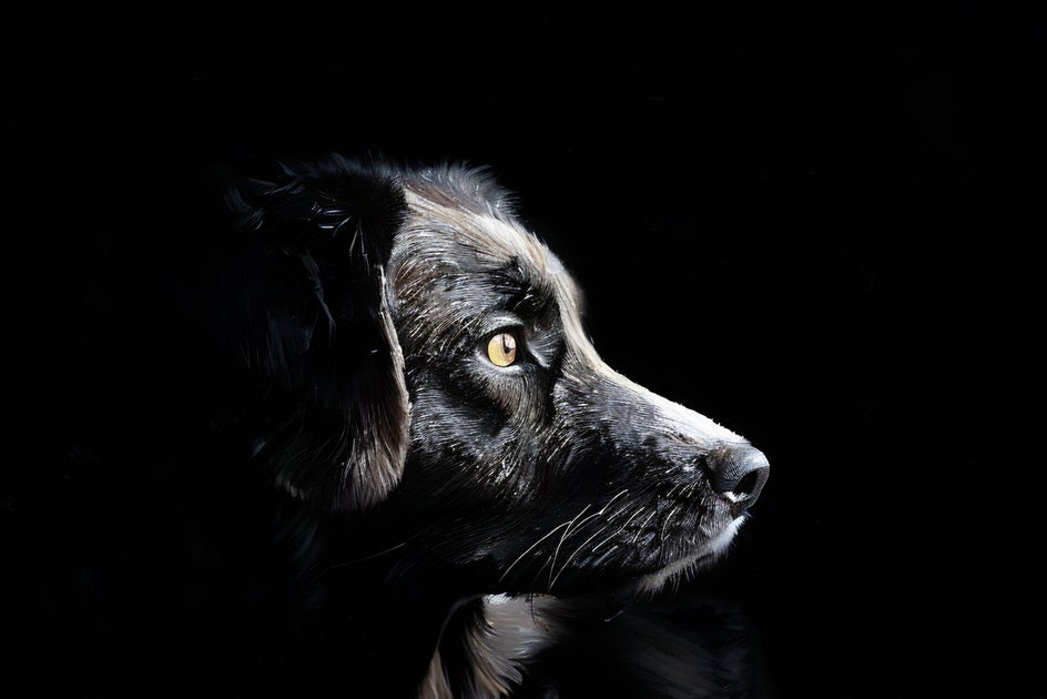 photo of black dog with impasto effect applied