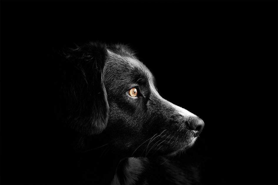 photo of black dog