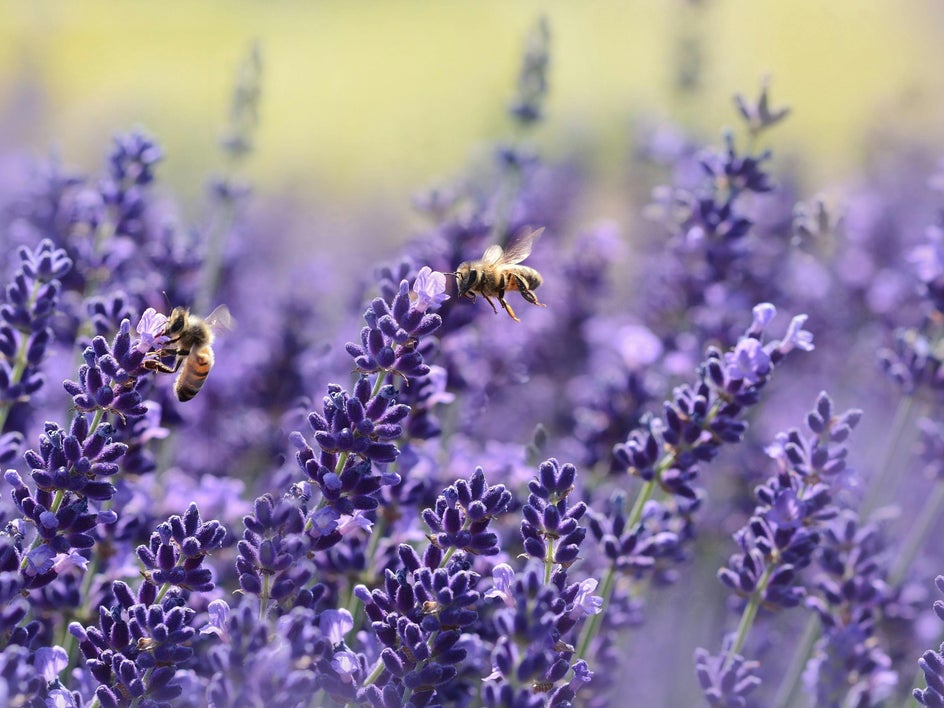 lavender field with bees