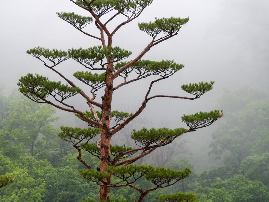 photo of tree in mist