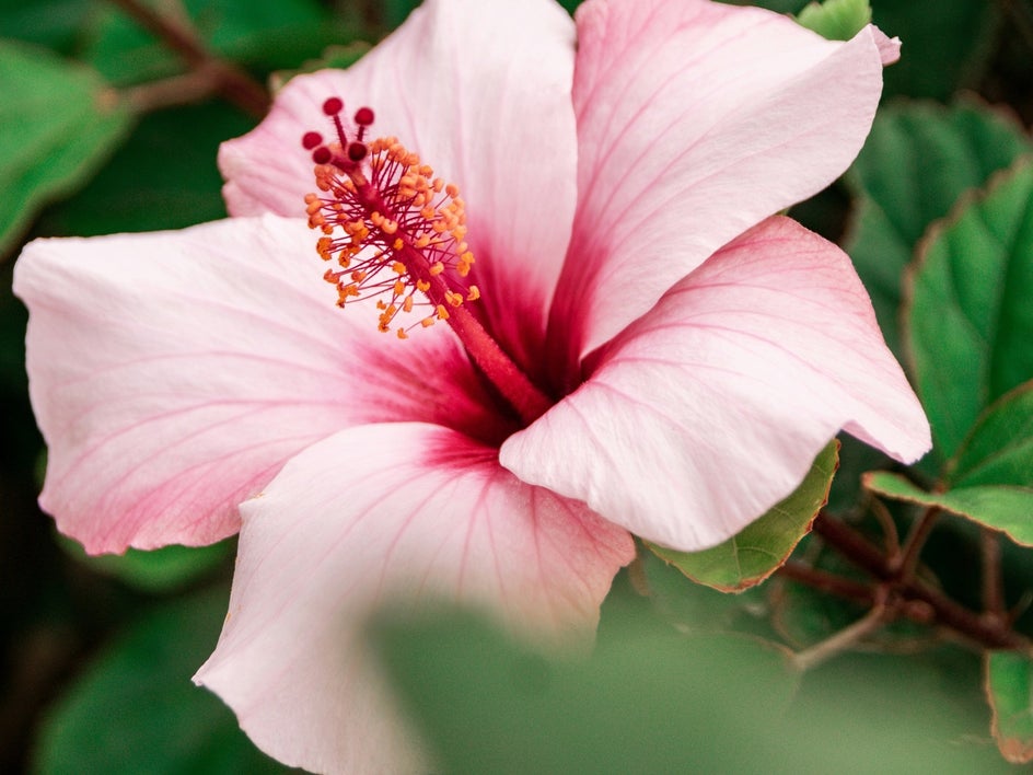 photo of pink flower