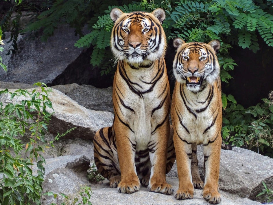 photo of two tigers