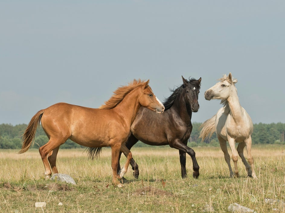 photo of horses in field