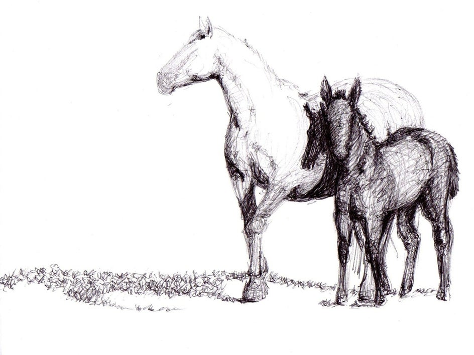 horse pen sketch