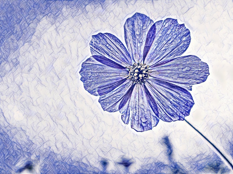 photo of pink flower with pen art applied