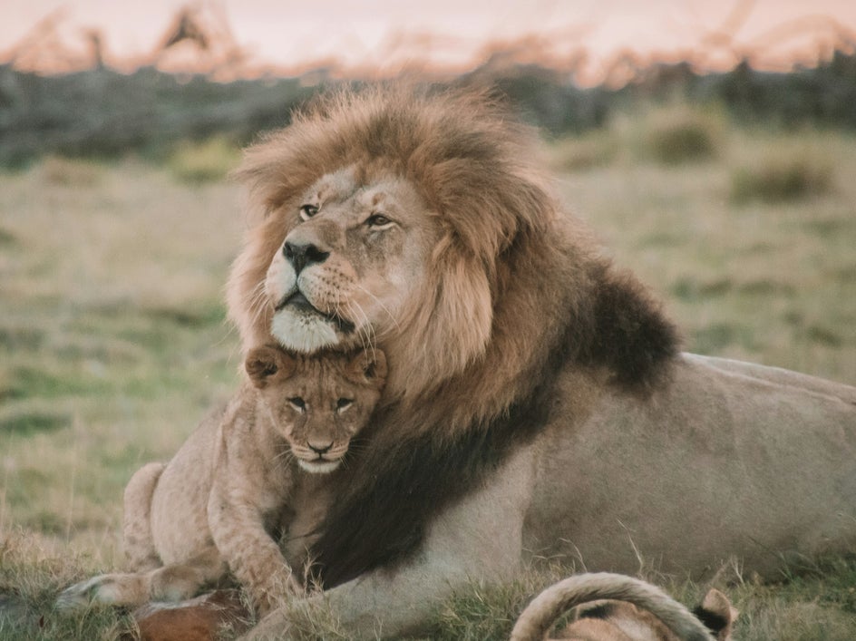 photo of lion with cub