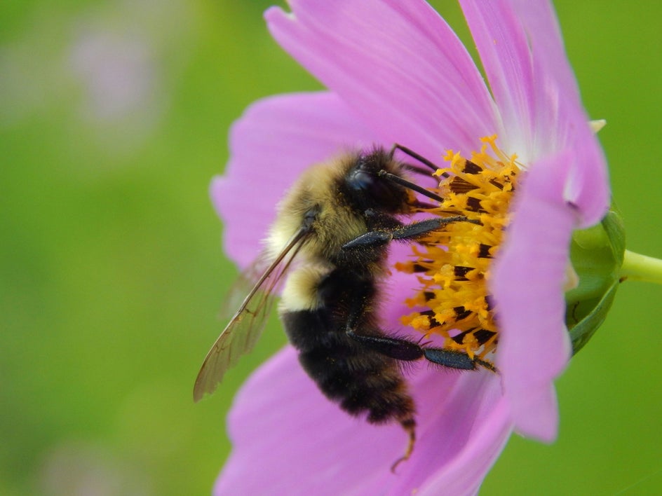 close up photo of bee on flower