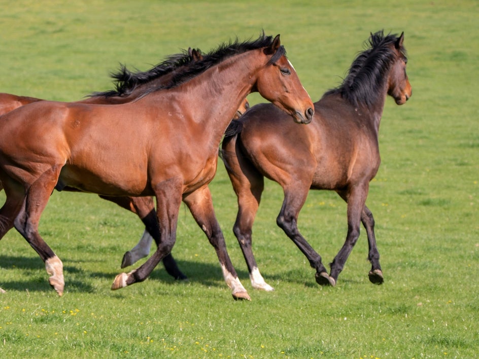 photo of brown horses