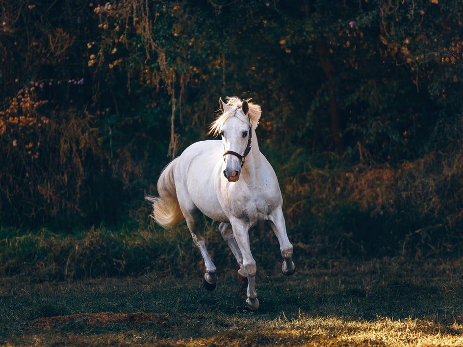 photo of white horse galloping