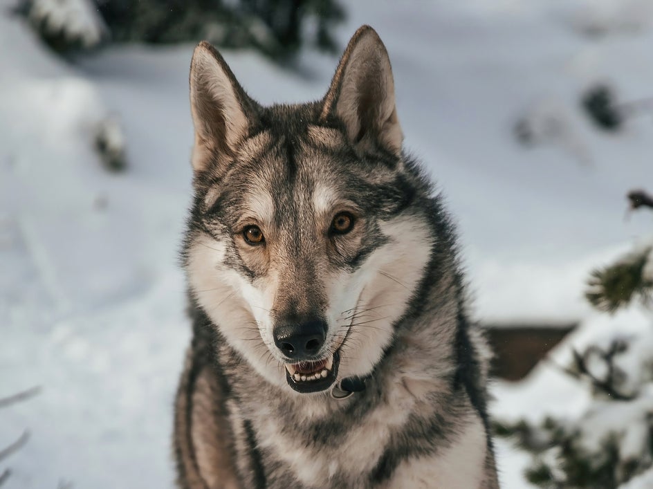 portrait of husky dog