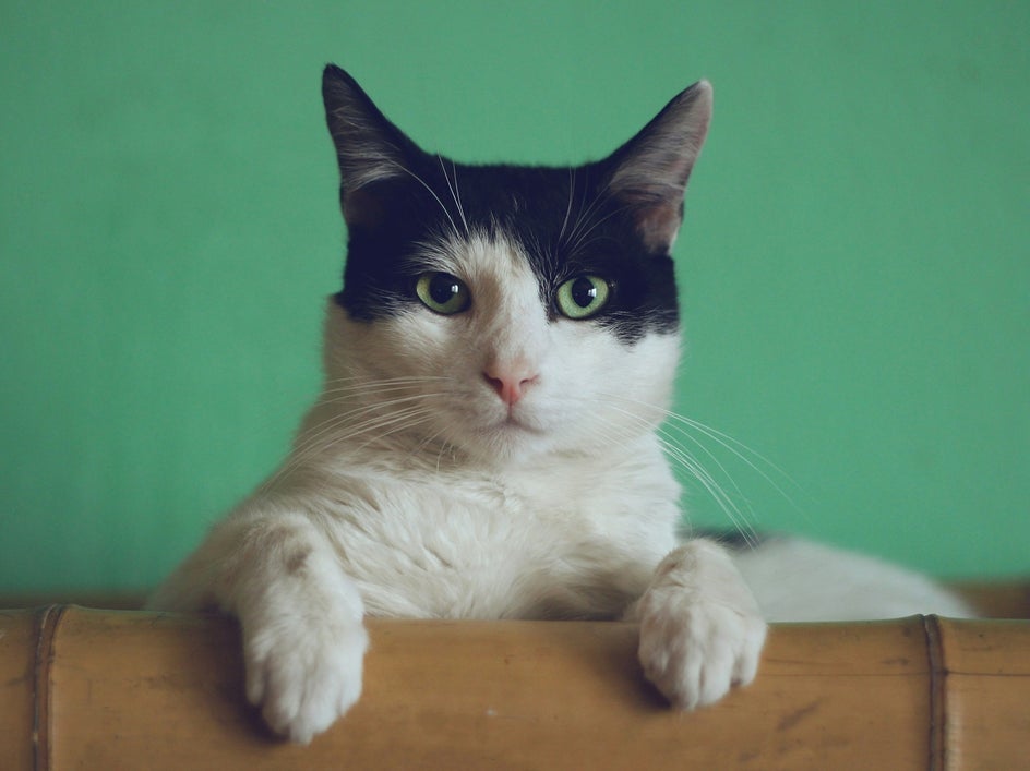 portrait of black and white kitty 