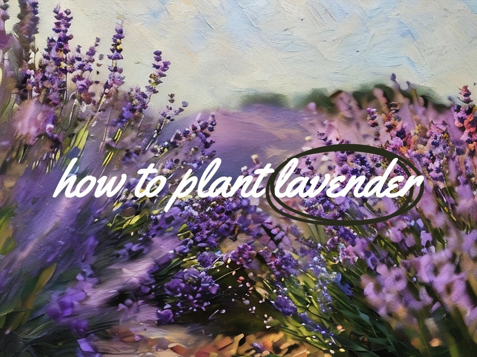 Purple-White-Rustic-How-To-Plant-Lavender-YouTube-Thumbnails