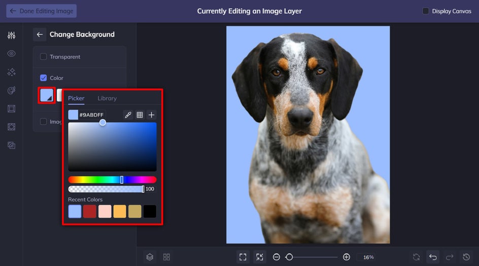 choose a color for pet portrait background