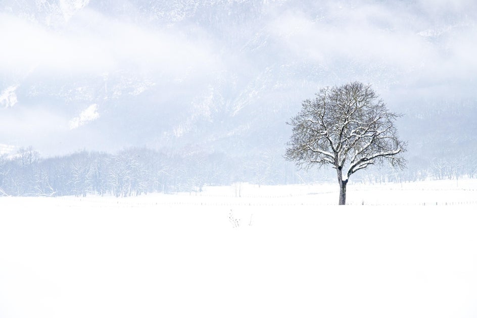 Before: A serene winter landscape featuring a single, bare tree standing against a snowy backdrop.