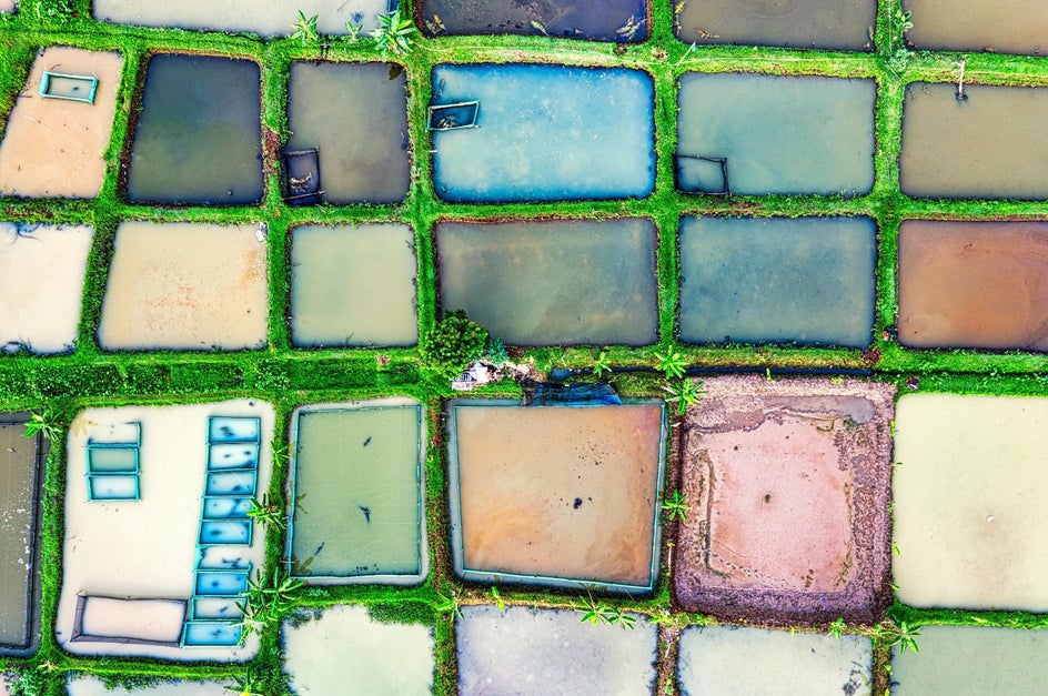 Before: A detailed aerial view of rice fields, with geometric patterns formed by the agricultural landscape.