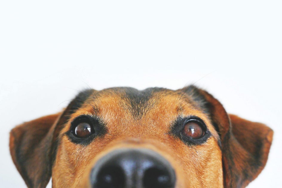 dog photo with white background