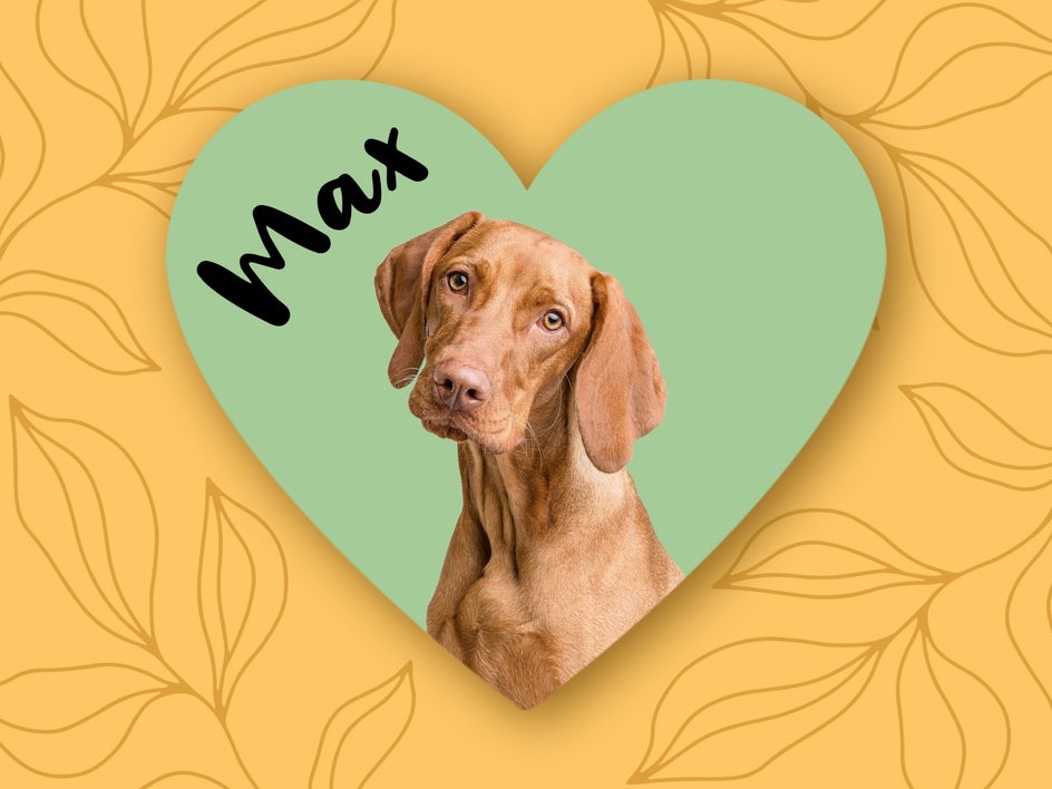 dog portrait heart-shaped coaster design