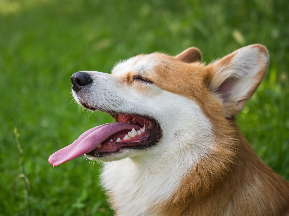 close up of corgi with big smile and tongue out in a grassy field